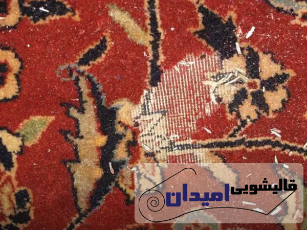 رفع بیدخوردگی فرش