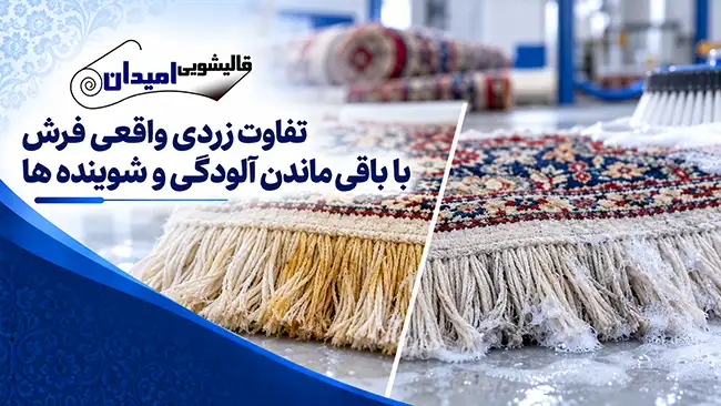 تفاوت زردی واقعی فرش با باقی ماندن آلودگی و شوینده ها